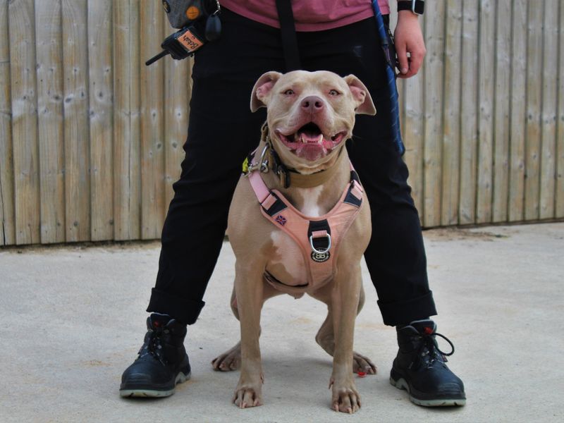 Staffie Puppies for sale