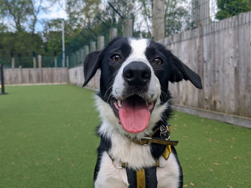 Sprout | Collie (Border) | Glasgow - 1