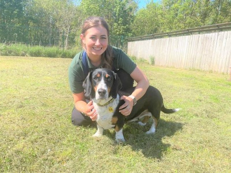 Basset hound puppies for adoption 2024 near me