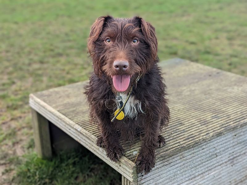 Shih tzu cross patterdale shops