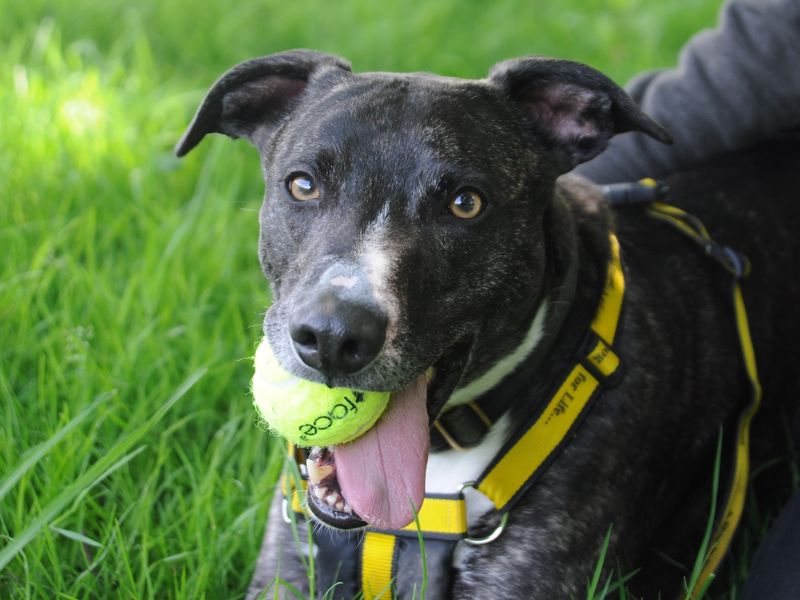 Anton | Lurcher | Canterbury - 1