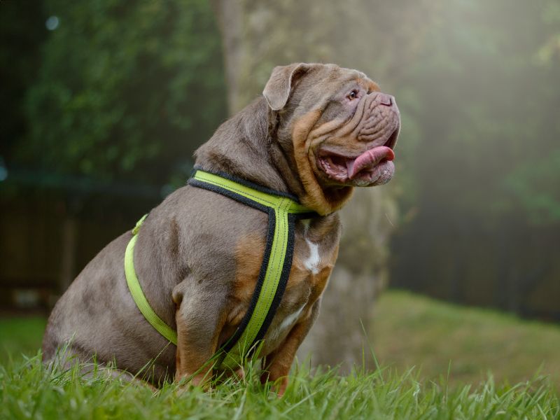 Bulldog Puppies for sale in Warks