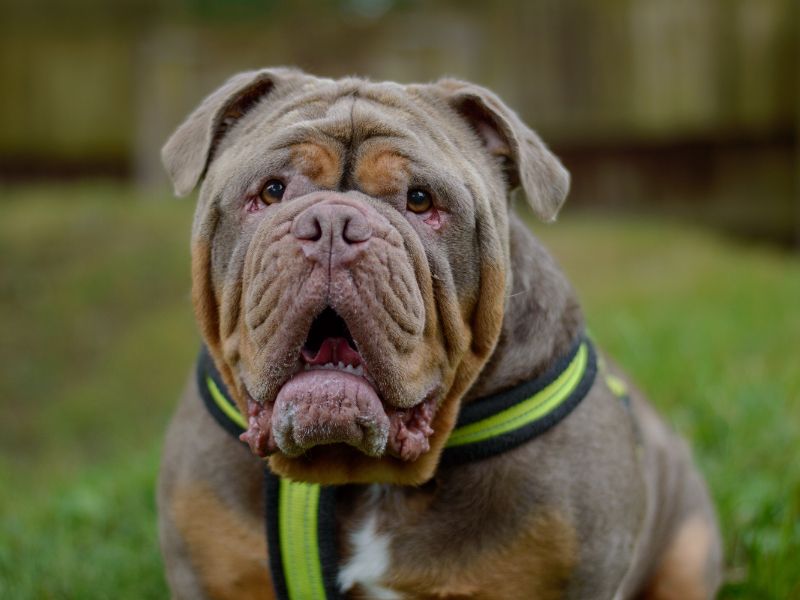 Bulldog Puppies for sale