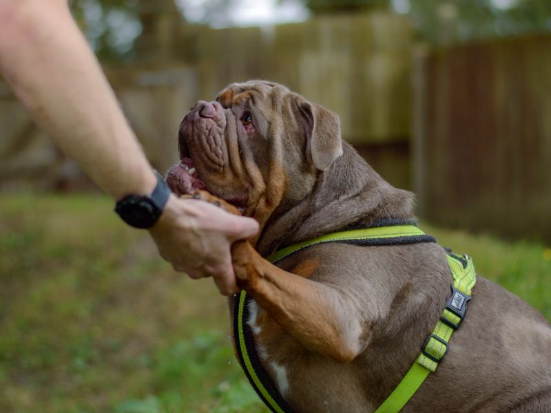 Enzo for sale in Kenilworth, Warks