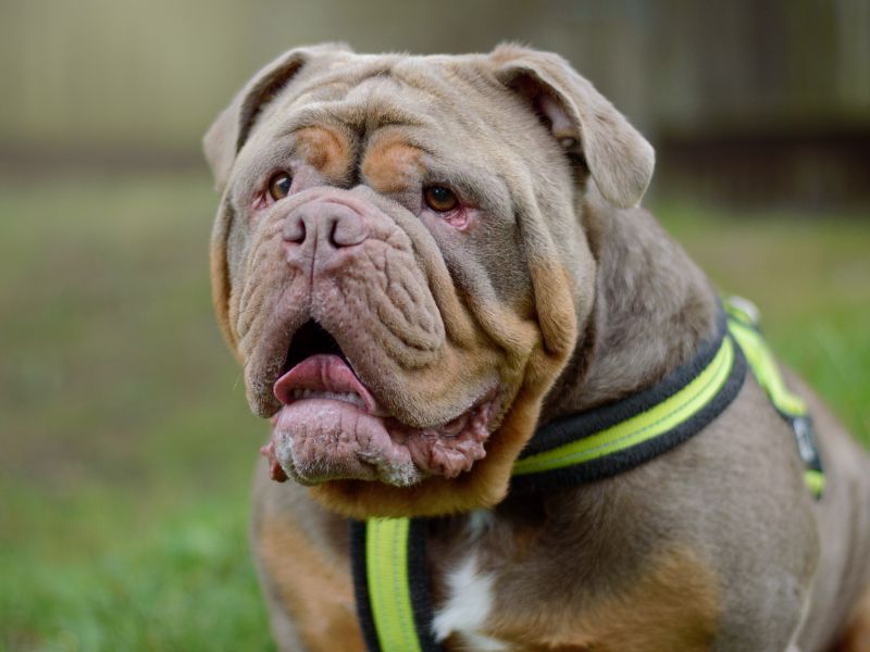 English Bulldogs for sale in Kenilworth, Warks