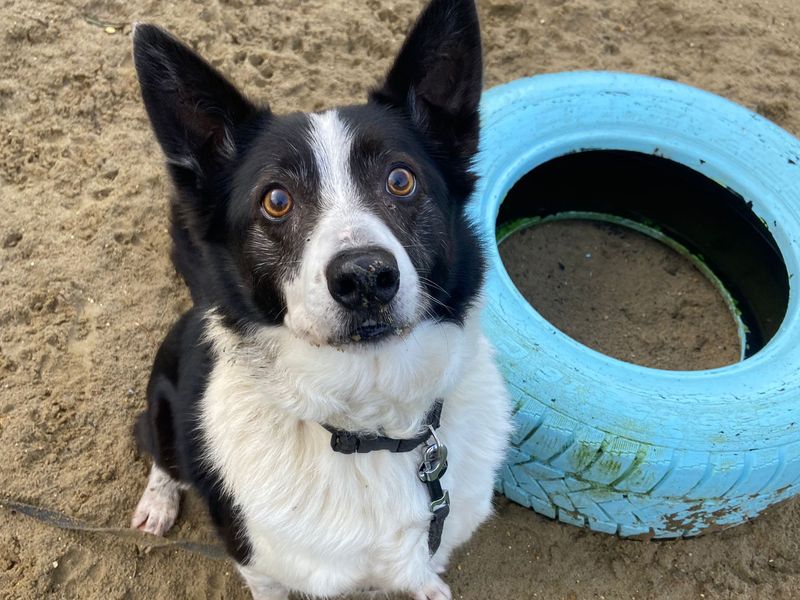 Border collie deals rescue sussex