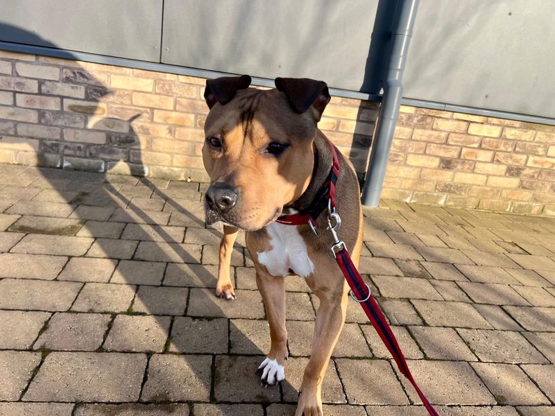 Jax | American Bulldog Cross | Cardiff - 1