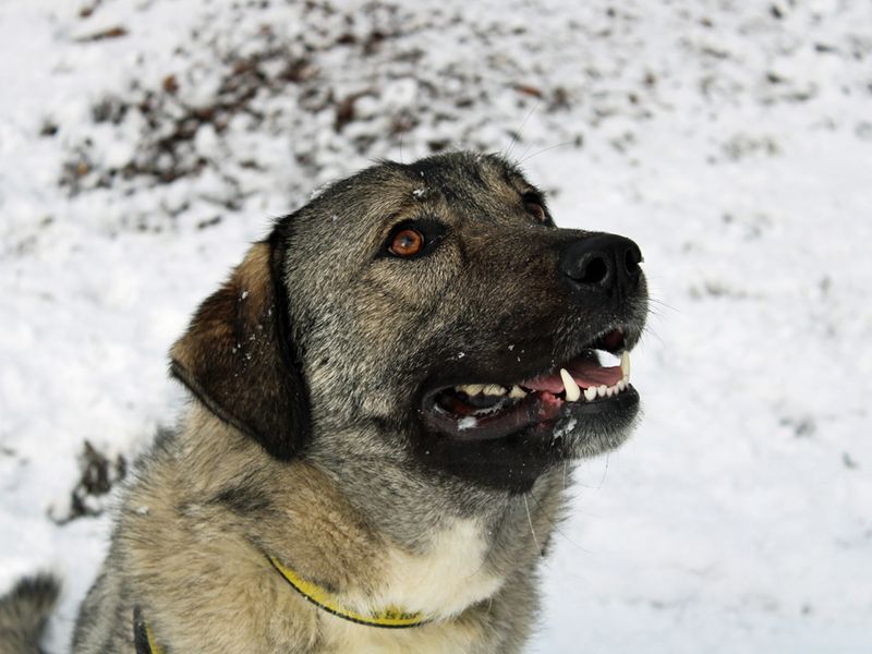 Rescue caucasian hot sale ovcharka dog