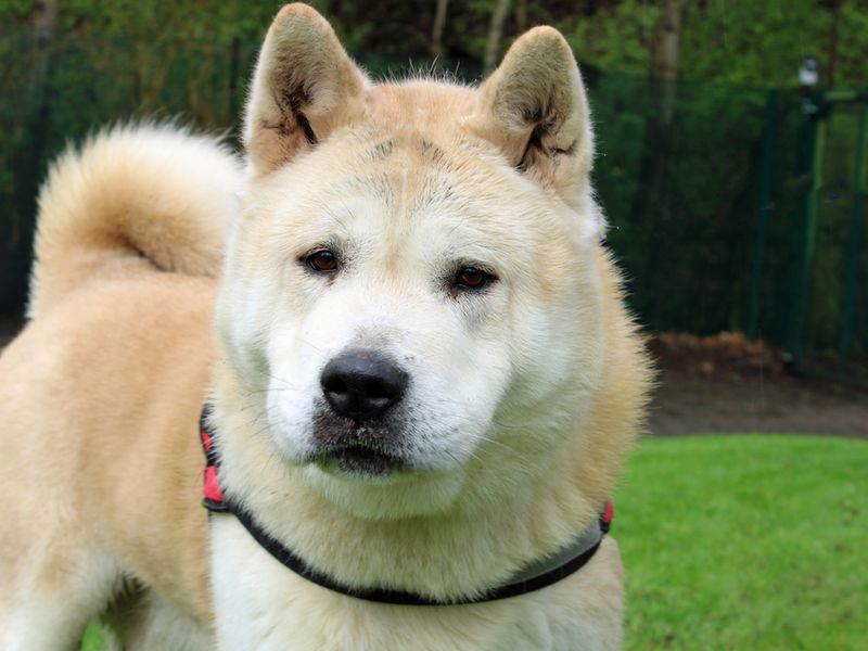 Adopt a Akita Rescue Dog | Toto | Dogs Trust