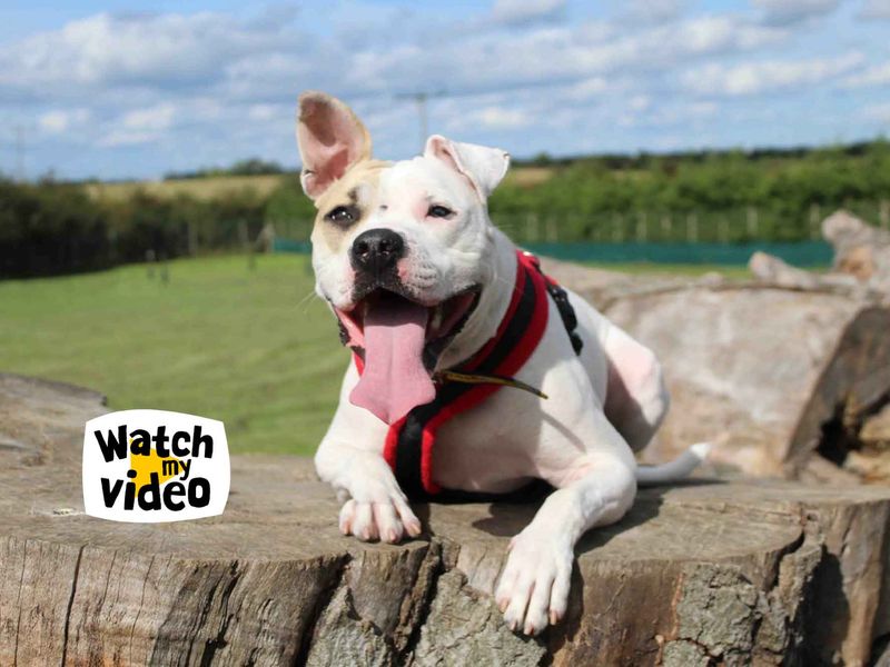 Della | American Bulldog | Darlington - 1