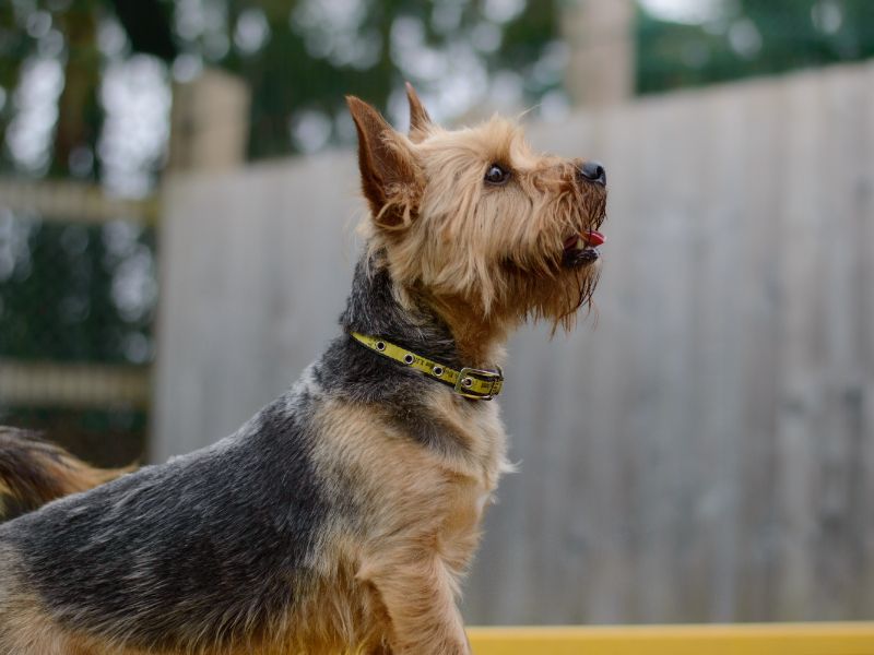 Yorkshire store terrier adoption