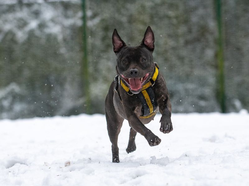 Piper | Terrier (Staffordshire Bull) | Merseyside (Liverpool) - 1