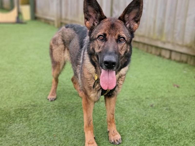 German Shepherd Puppies for sale in West Lothian