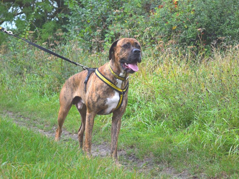 English mastiff best sale rescue near me