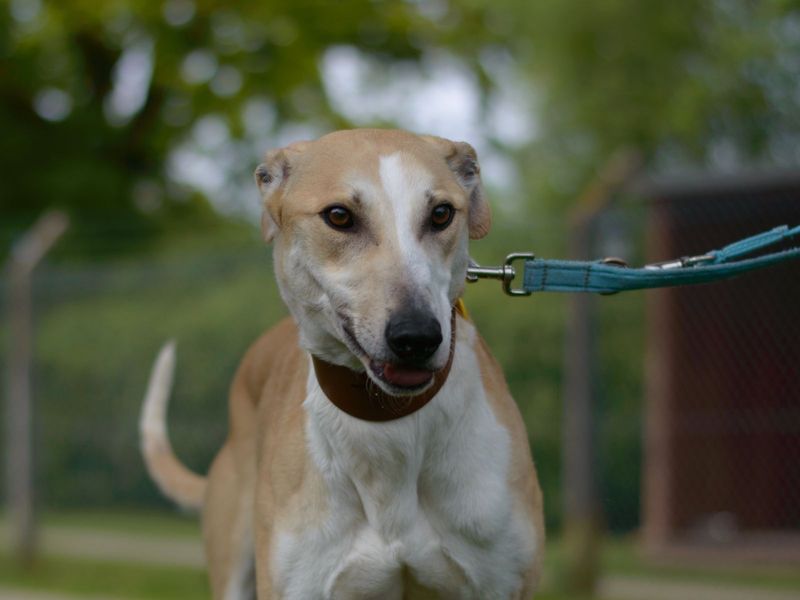 can lurchers be left alone