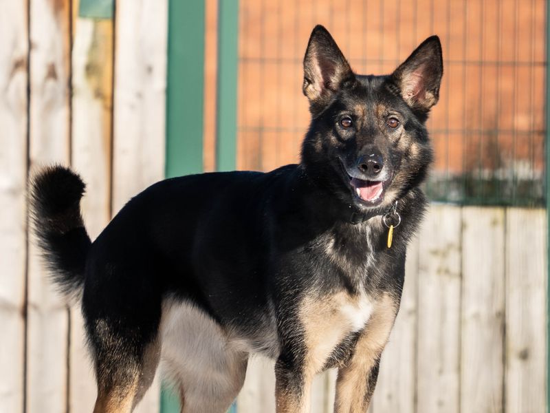 German Shepherd Puppies for sale