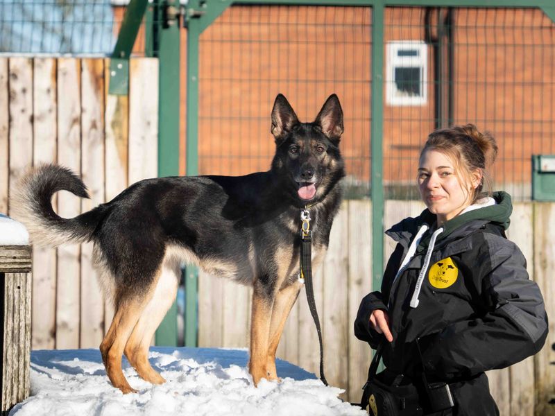 German Shepherd Puppies for sale in Leicestershire