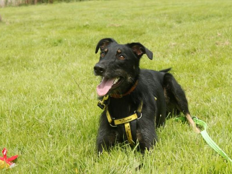 Border terrier best sale lurcher cross