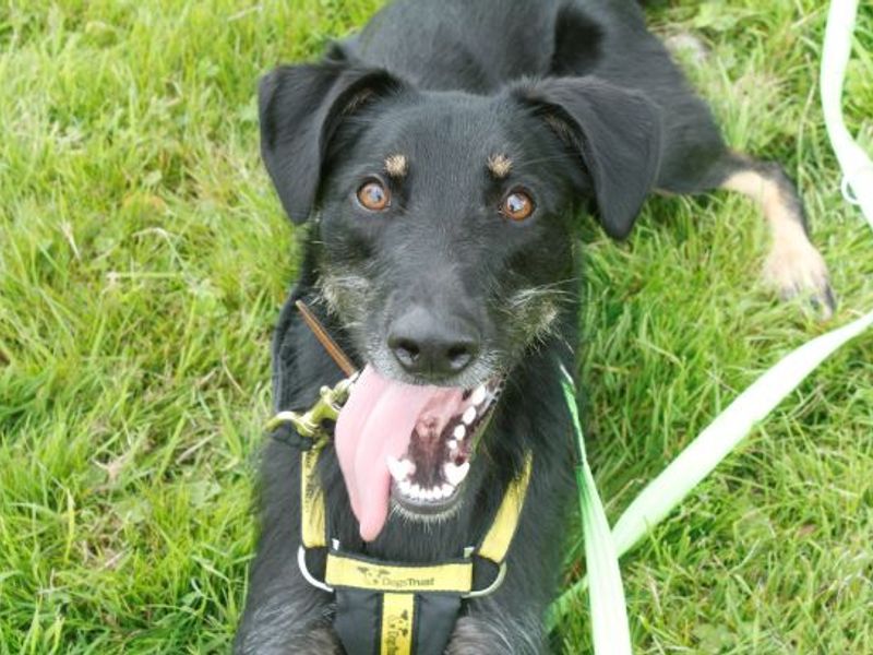 Border terrier lurcher sales cross