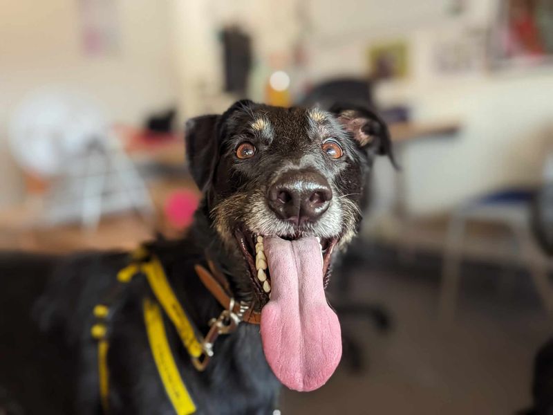 Edgar | Lurcher Cross | Bridgend (Wales) - 1