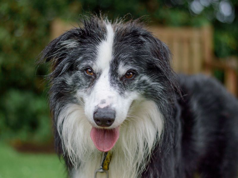 On target best sale border collies