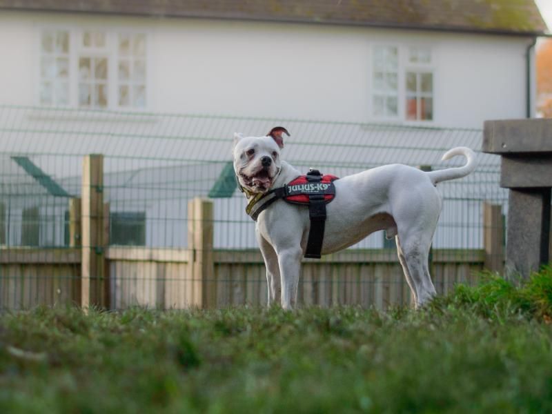 Rocco for sale in Kenilworth, Warks - Image 8