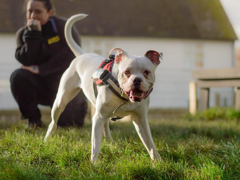 Rocco for sale in Kenilworth, Warks - Image 7