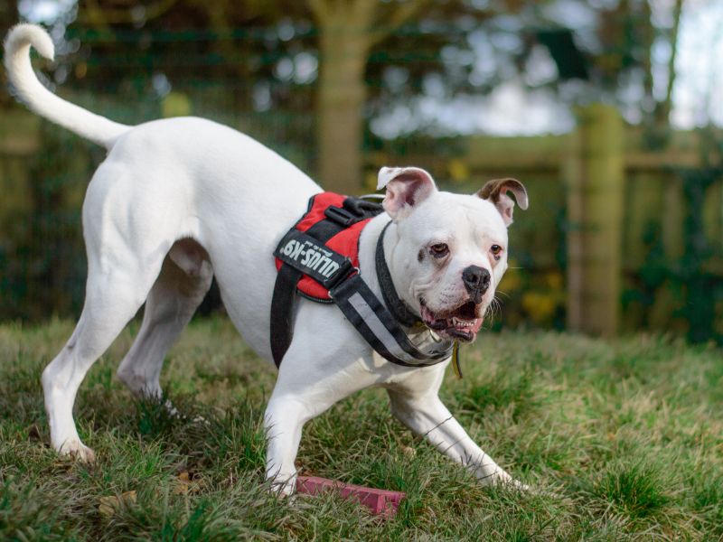 Rocco for sale in Kenilworth, Warks