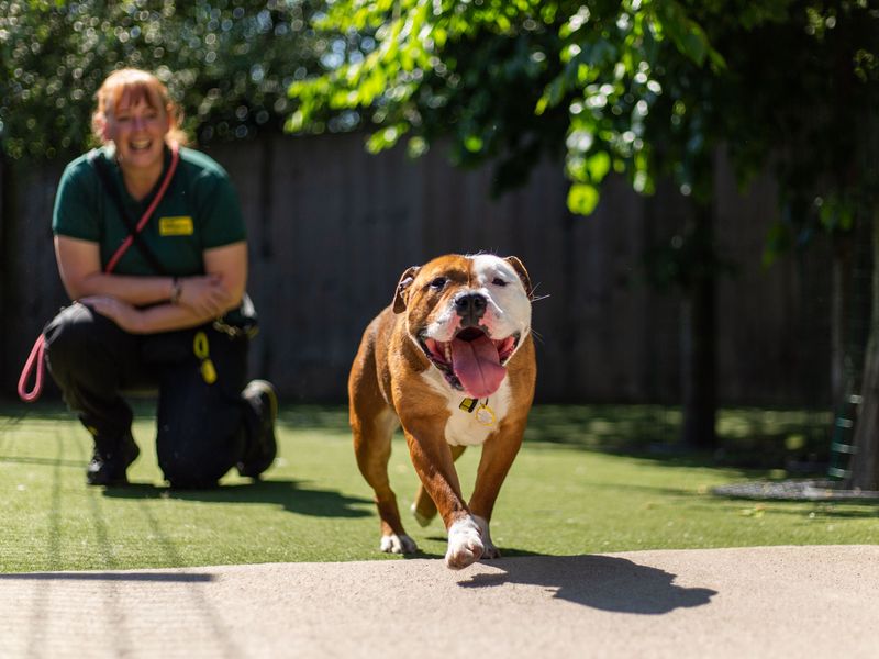 Cardi | Terrier (Staffordshire Bull) | Manchester - 1