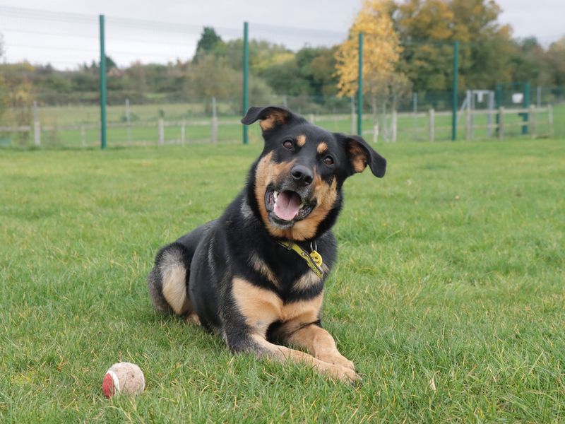 German Shepherd Puppies for sale