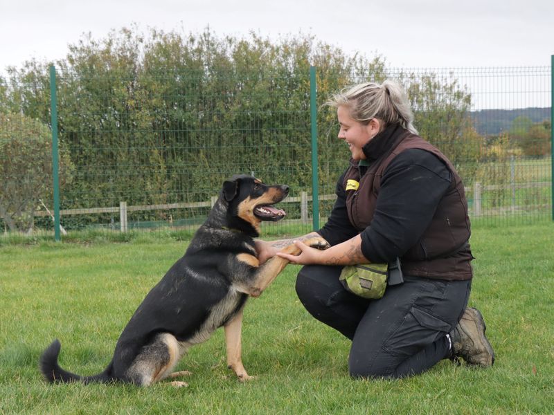 German Shepherd Puppies for sale in Worcestershire