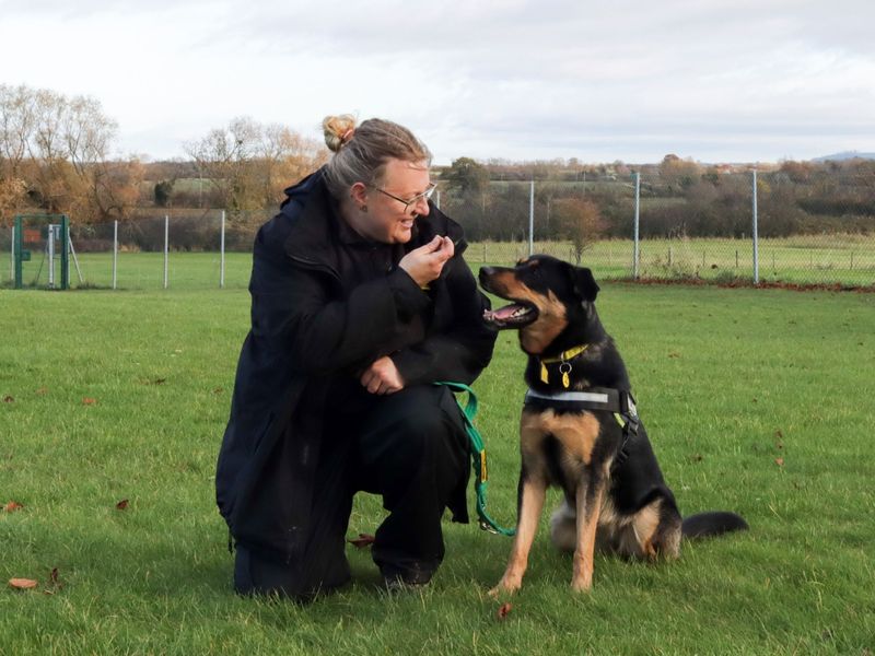 German Shepherds for sale in Evesham, Worcestershire