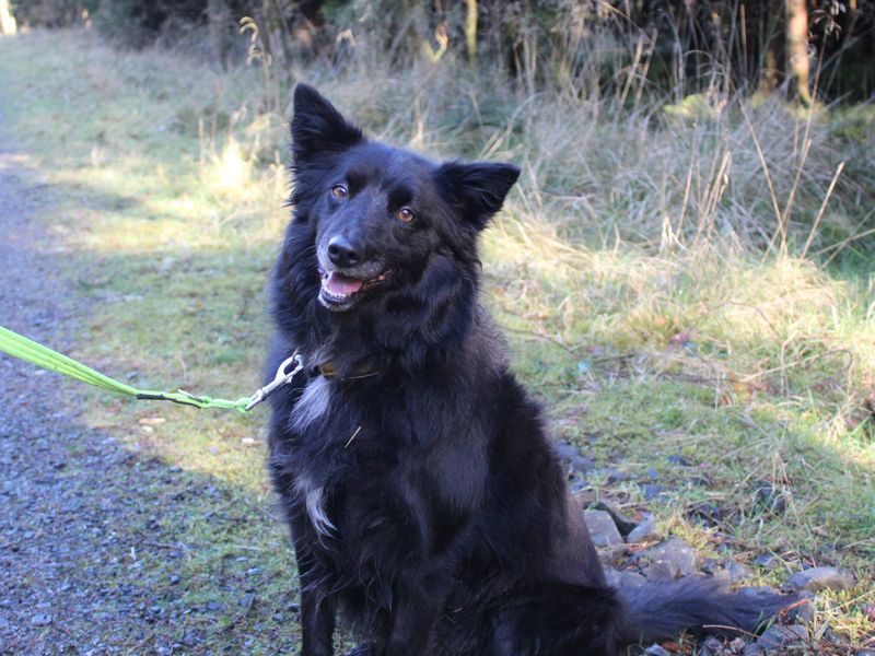 Molly for sale in Ballymena, Co Antrim - Image 3