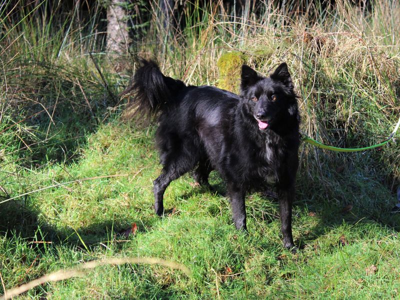 Molly for sale in Ballymena, Co Antrim - Image 6