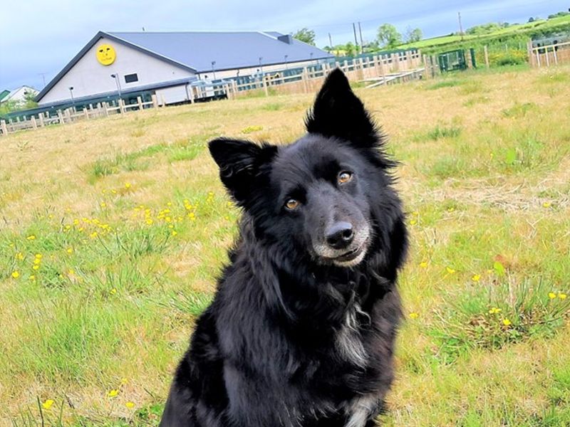 Molly for sale in Ballymena, Co Antrim - Image 9