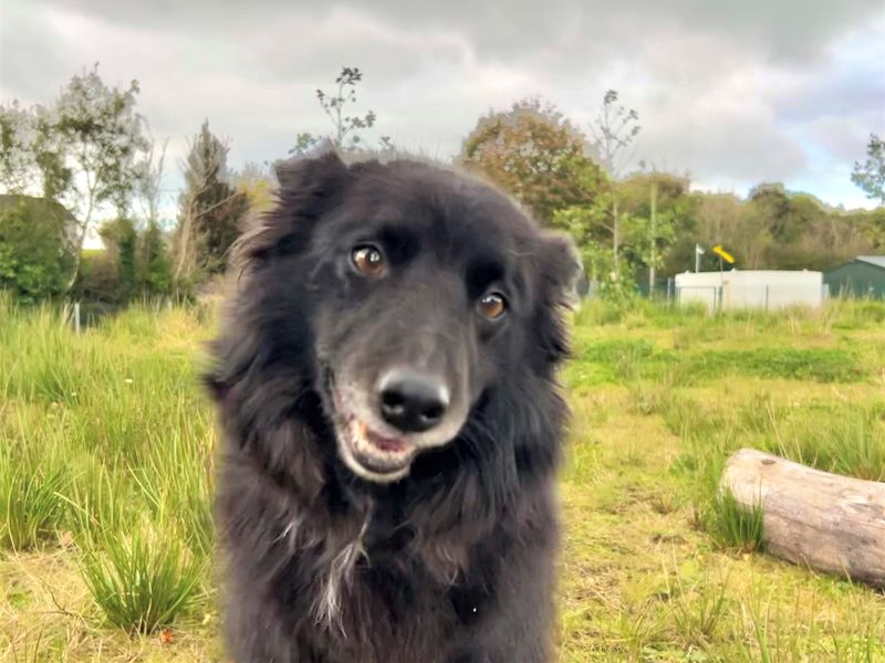 Molly | Collie (Border) Cross | Ballymena (Northern Ireland) - 1