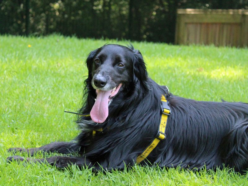 Cocker Spaniels for sale in Liverpool, Merseyside