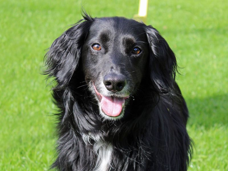 Lily | Spaniel (Cocker) Cross | Merseyside (Liverpool) - 1