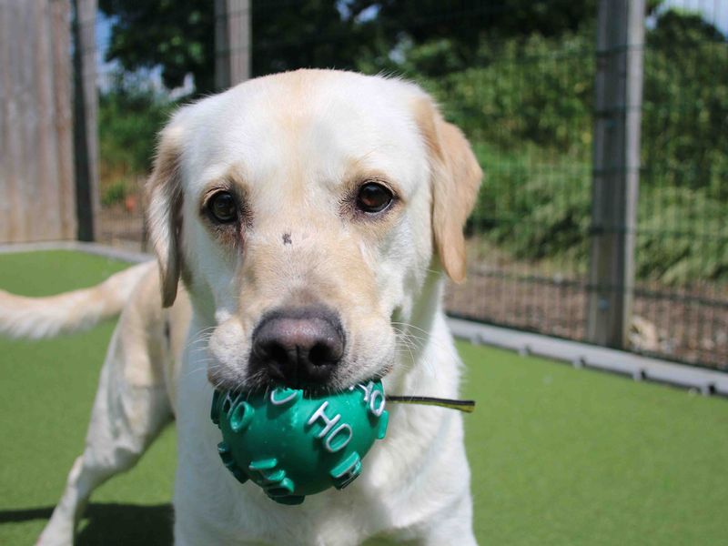 Phoebe | Retriever (Labrador) | Darlington - 1