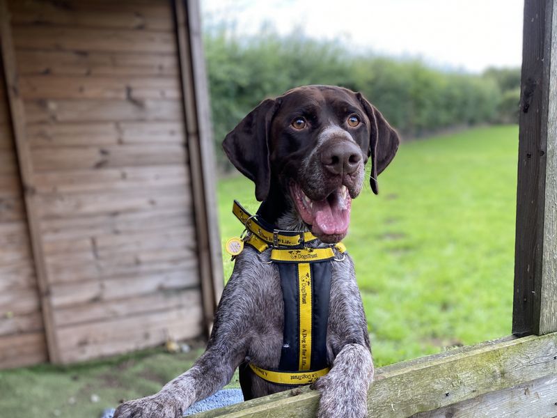 Tracker | Pointer (German Shorthaired) | Loughborough - 1