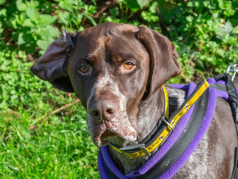 Tracker | Pointer (German Shorthaired) | Loughborough - 1