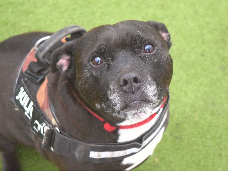 Staffy clearance rescue centre