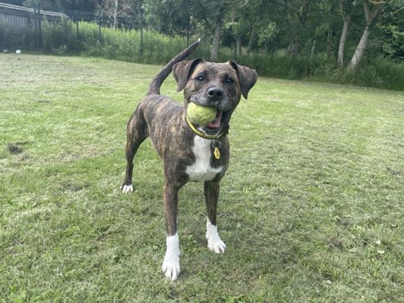 Annabelle for sale in West Calder, West Lothian