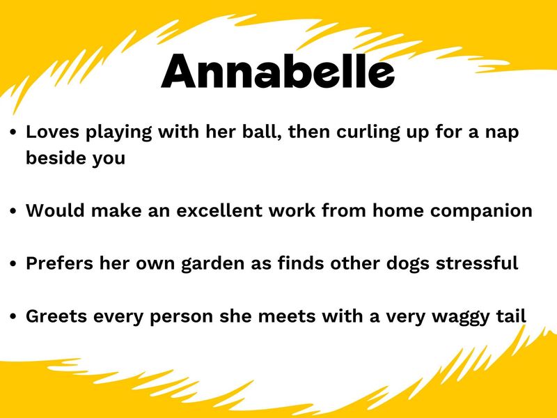 Annabelle | Terrier (Staffordshire Bull) Cross | West Calder (Edinburgh) - 1