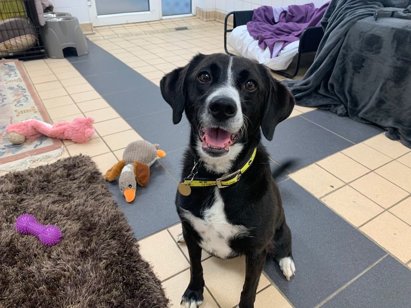 The dogs trust store salisbury