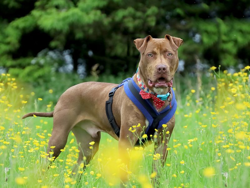 Rolo for sale in Leeds, Yorkshire - Image 7