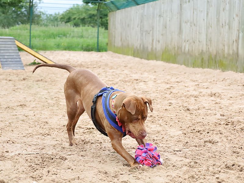 Staffie Puppies for sale