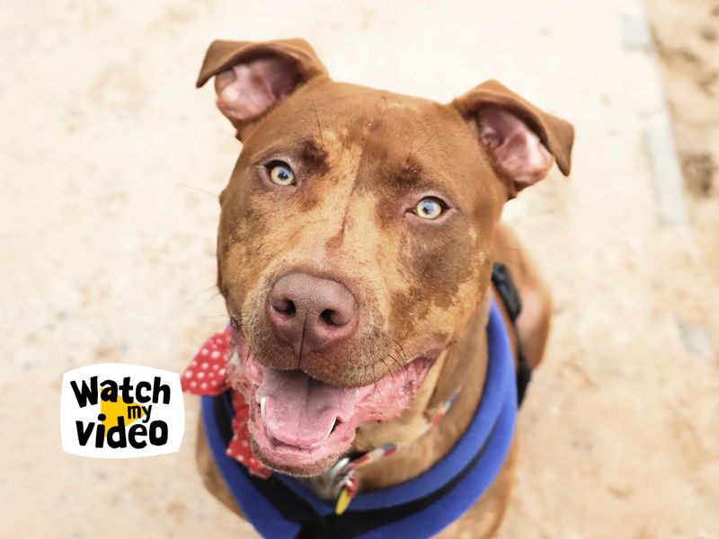 Rolo | Terrier (Staffordshire Bull) Cross | Leeds - 1