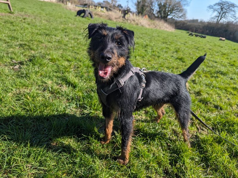 Dogs trust 2024 border terrier