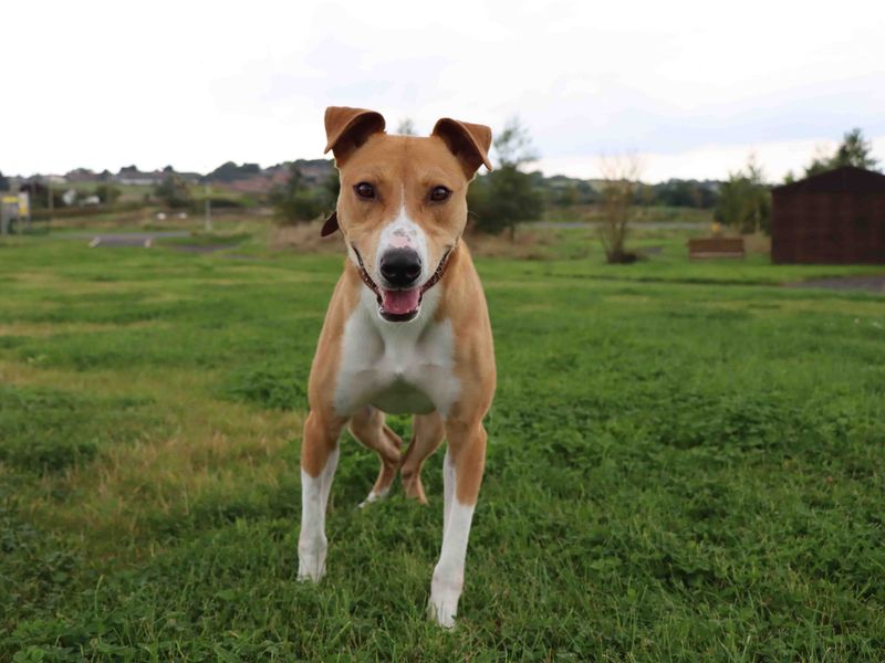 Lurcher sales bulldog cross